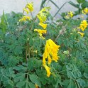 Corydalis lutea